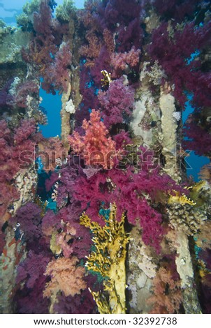 Vibrant  Purple Broccoli coral (Dendronephthya klunzingeri) growing on an artificial reef. Red Sea, Egypt.