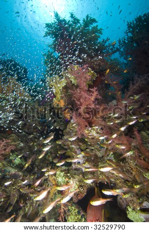 Colorful tropical reef scene with floral like soft corals, Red Sea, Egypt