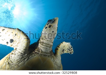 A juvenile Hawksbill turtle (Eretmochelys imbricata) and sun, underneath view. Red Sea, Egypt.