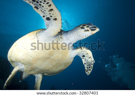 Hawksbill turtle (eretmochelys imbricata), endangered, in the early morning. Red Sea, Egypt.