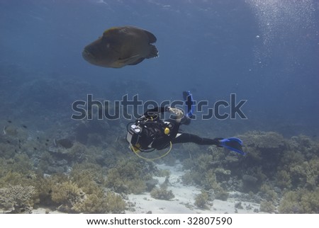 Napoleon wrasse (cheilinus undulatus), endangered, and diver. Red Sea,Egypt.