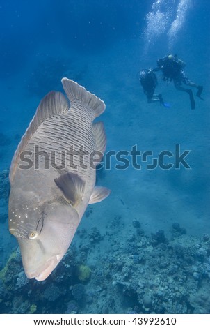Napoleon wrasse (cheilinus undulatus) endangered, with two divers observing from below. Red Sea, Egypt.