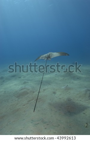 Spotted eagle ray (aetobatis narinari). Rear veiw of  Juvenile swimming over sandy ocean floor. Red Sea, Egypt.