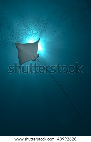Spotted eagle ray (aetobatis narinari). Below backlit view of juvenile. Red Sea, Egypt.
