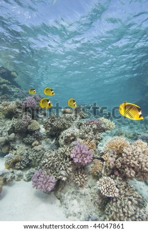 Masked butterflyfish (chaetodon semilarvatus) five adults over coral reef. Gordon reef, Gulf of Aqaba, Red Sea, Egypt.