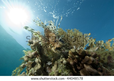 Common lionfish (Pterois miles), low wide angle front view of a juvenile over coral reef. Red Sea, Egypt.
