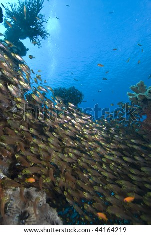 Glass fish/Golden sweeper (Parapriacanthus ransonneti) avioding a Coral Grouper Wide angle view of a small school. Red Sea, Egypt.