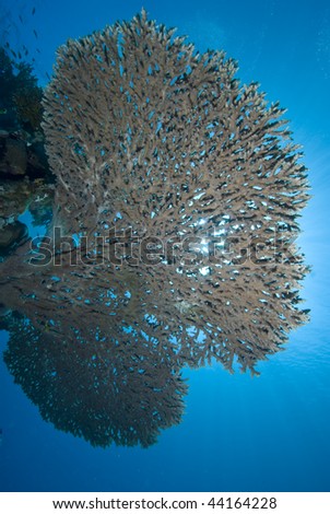 Underneath  view of a Table Coral (Acropora pharaonis) . Red Sea, Egypt.