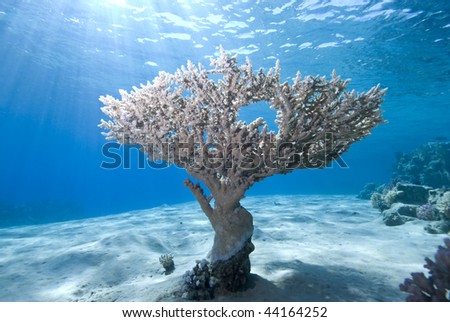 Wide angle view of a single Table Coral (Acropora pharaonis) on the sandy ocean floor with blue background and sunbeams. Ras Mohammed National Park Red Sea, Egypt.