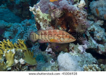 Red Sea coral grouper  (Plectropomus pessuliferus) Red Sea, Egypt.