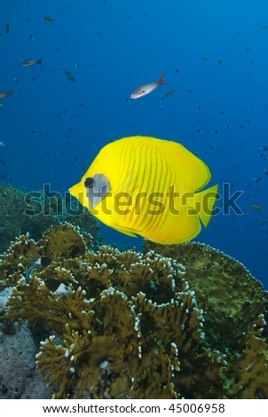 Vibrant yellow Masked Butterflyfish (Chaetodon semilarvatus) with coral reef background. Red Sea, Egypt.