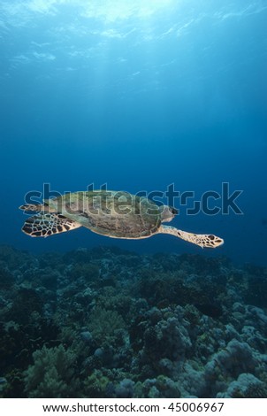 Hawksbill turtle (Eretmochelys imbricata), Endangered, Wide angle, rear view, of a juvenile female swimming above the coral reef. Jackson Reef, Straits of Tiran, Gulf of Aqaba, Red Sea, Egypt.