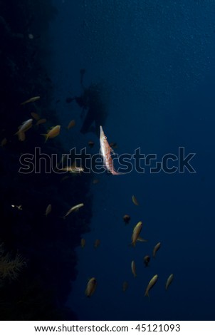 Longnose hawkfish (oxycirrhites typus) away from the protection of the reef, black coral (antipathes dichotoma). Gulf of Aqaba, Red Sea, Egypt.