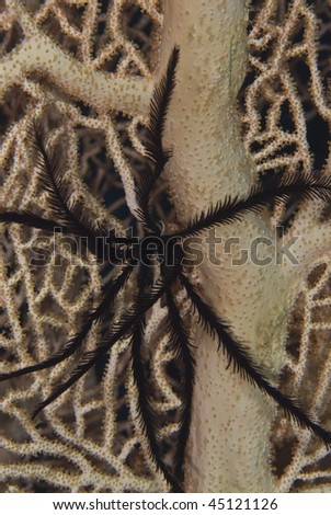Close up of a Sawtoothed feather star (oligometra serripinna), attached to a Giant sea fan/georgonian fan coral (annella mollis). Red Sea, Egypt.
