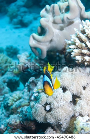 Front view of one Red sea anemone fish (amphiprion bicinctus). Red Sea, Egypt.