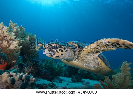 Front view of an adult male Hawksbill turtle (eretmochelys imbricata), endangered. Red Sea, Egypt. Red Sea, Egypt.
