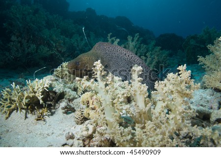 Giant moray (Gymnothorax javanicus) front view of a juvenile swimming over the coral reef, Red Sea, Egypt.