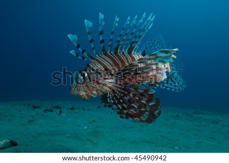 Common lionfish (Pterois miles), low wide angle view  of one adult over the sandy ocean floor. Gulf of Aqaba, Red Sea, Egypt.