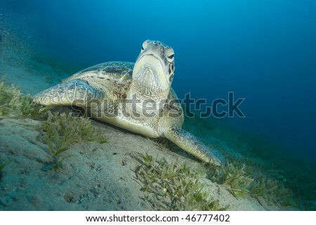 Green turtle (Chelonia mydas) resting on a seagrass bed. Endangered,Red Sea, Egypt.
