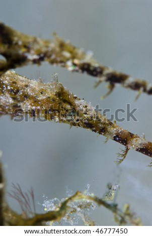 Fuzzy Ghost Pipefish (Solenostomus sp) disguised as seaweed , Side view, rare animal. Red Sea, Egypt.