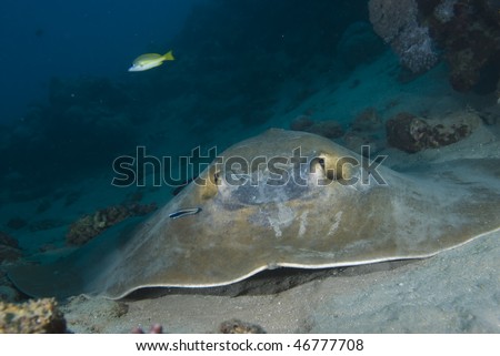 Front view of Feathertail stingray (Pastinachus sephen) and cleaner wrasse (Labroides dimidiatus). Red Sea, Egypt.