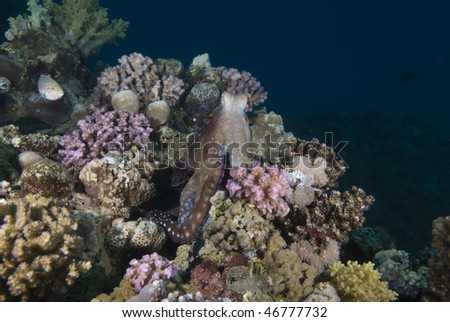 An inquisitive Reef octopus (Octopus cyaneus) blending into to the reef. Red Sea, Egypt