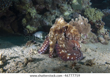 Reef octopus (Octopus cyaneus) on the sandy ocean floor. Red Sea, Egypt.