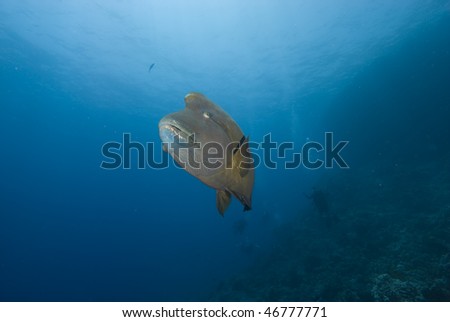 An adult Napoleon wrasse (Cheilinus undulatus),low angle front view. Endangered, Red Sea, Egypt.
