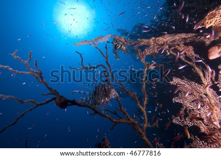  Lion Fishing on Lion Fish Sheltering In The Remains Of A Diseased Fan Coral  Red Sea