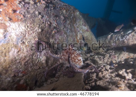 Reef octopus (octopus cyaneus) foraging for food on the deck of the sunken World War Two ship the SS Thistlegorm. Red Sea, Egypt.