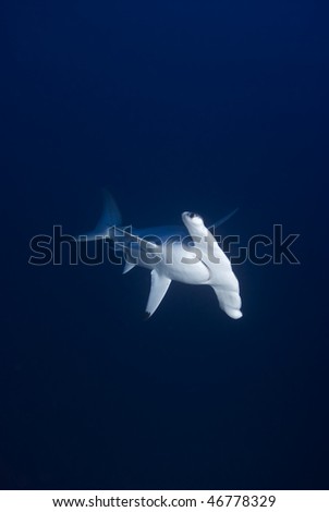 Front view of a  Scalloped Hammerhead shark (Sphyrna lewini), endangered, in deep water. Jackson Reef, Straits of Tiran, Gulf of Aqaba, Red Sea, Egypt.
