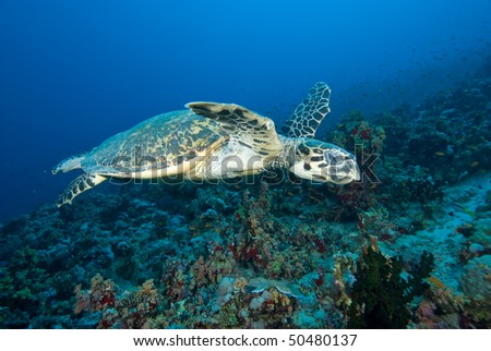 Hawksbill turtle (eretmochelys imbricata) cruising above coral reef. Red Sea, Egypt.