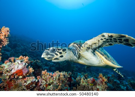 Hawksbill turtle (eretmochelys imbricata) cruising above coral reef. Red Sea, Egypt.