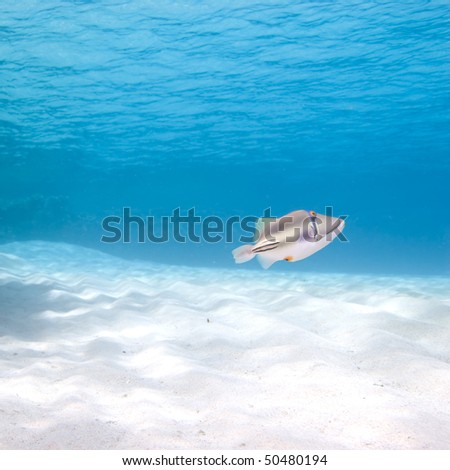 Arabian picasso triggerfish swimming over sandy ocean floor.