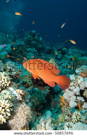 Red Sea coral grouper  (Plectropomus pessuliferus) over coral reef. Red Sea, Egypt.