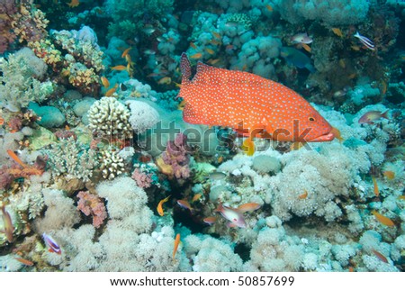 Red Sea coral grouper  (Plectropomus pessuliferus) over coral reef. Red Sea, Egypt.
