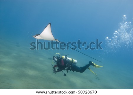 Female Scuba diver observing a Spotted eagle ray (aetobatis narinari). Red Sea, Egypt.
