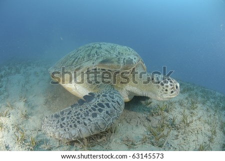 Green Turtle (chelonia mydas), endangered species, Adult female resting on a bed of seagrass. Red Sea, Egypt.