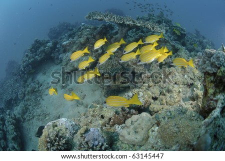 Small school of Blue striped snapper (Lutjanus kasmira) swimming over coral reef. Red Sea, Egypt.