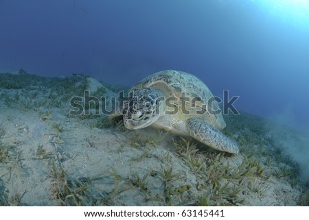 Green Turtle (chelonia mydas), endangered species, Adult female resting on a bed of seagrass. Red Sea, Egypt.