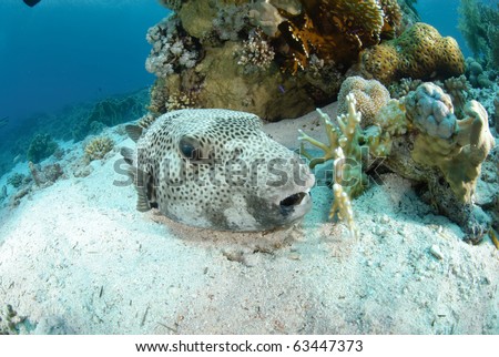 Giant puffer fish resting on the sandy ocean floor