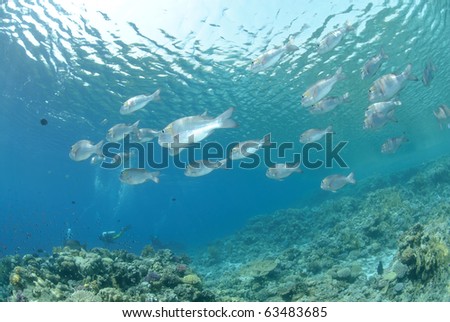 School of tropical silver fish close to the ocean surface