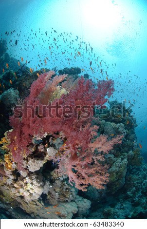 Vibrant and colourful tropical reef scene. Red sea, Egypt.