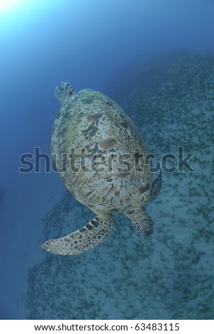 Green Turtle (chelonia mydas), endangered species, swimming down towards a bed of seagrass. Red Sea, Egypt.