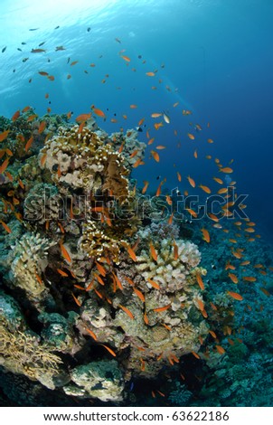 Vibrant and colourful tropical reef scene. Red sea, Egypt.