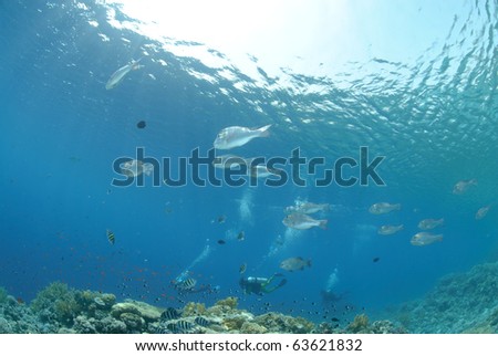 School of tropical silver fish close to the ocean surface