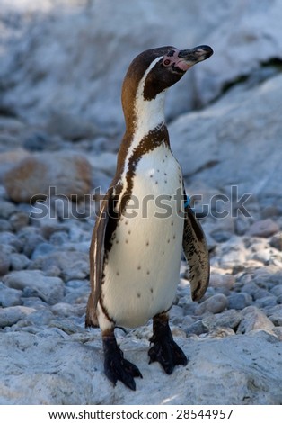Nice penguin filmed in Austria Vienn zoo one funny walker animal