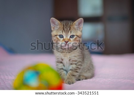 Little tabby kitten. British kitten. Sad kitten.