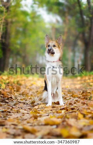 Yellow and gray male dog in red collar  is sitting in the autumn leaves,