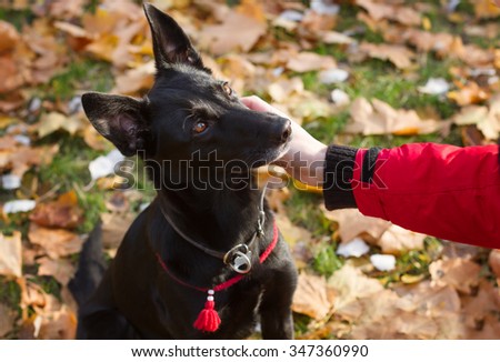 Woman's hand stroking black dog. The dog is wearing a red collar.